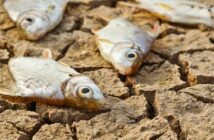 Fischregen: schreckliche Bilder: in Japan, Australien, Sri Lanka und Indien fallen Fische vom Himmel! (Foto: shutterstock - wk1003mike)