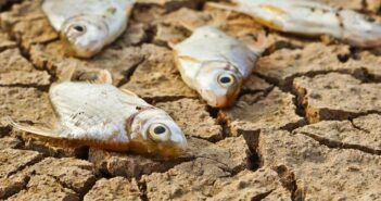 Fischregen: schreckliche Bilder: in Japan, Australien, Sri Lanka und Indien fallen Fische vom Himmel! (Foto: shutterstock - wk1003mike)