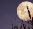 Der Mond: Einfluss auf Gezeiten, Meeresströmungen und Klima (Foto: AdobeStock -  jakkapan 345456870)