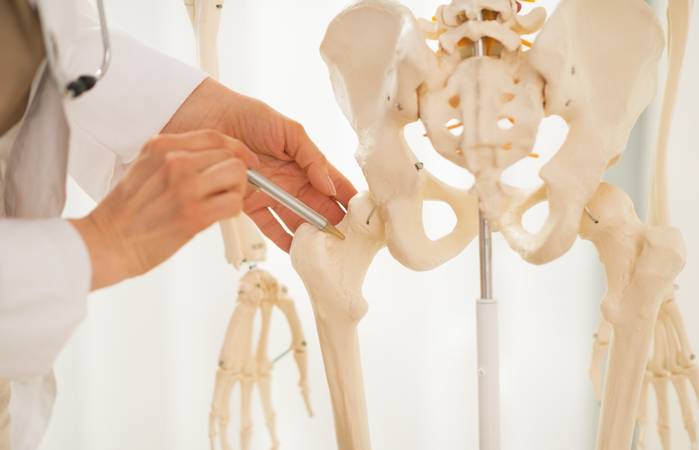 Je nach Größe haben die Knochen des menschlichen Körpers ein unterschiedliches Gewicht. (Foto: AdobeStock - 65718555  Alliance)
